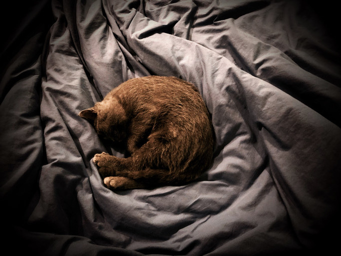 A cat curls up comfortably on a bed