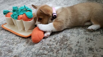 reviewer photo, corgi puppy chewing on carrot plushie next to snuffle toy