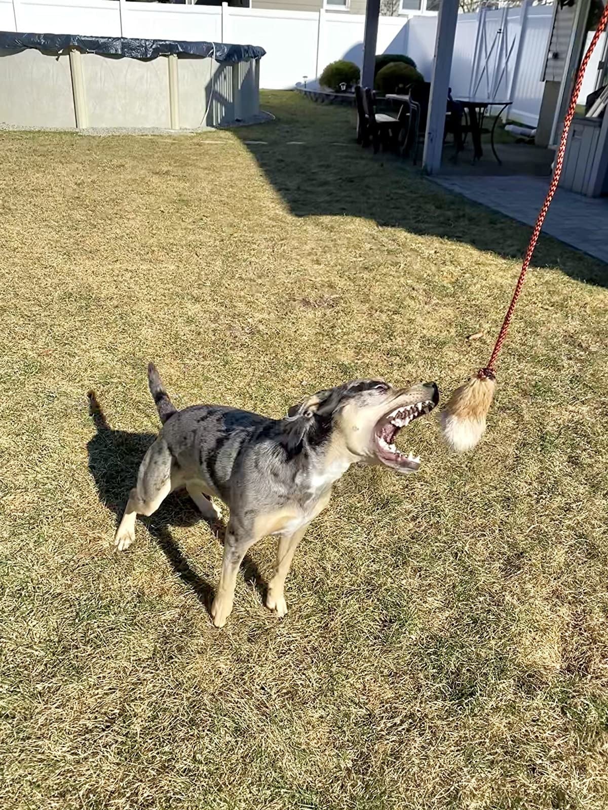 reviewer photograph  of doggie trying to chomp connected  teaser pole