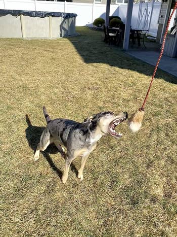 reviewer photograph of doggie trying to chomp connected teaser pole