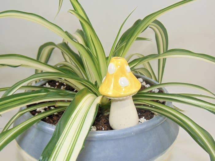 a yellow mushroom watering spike in a plant holder
