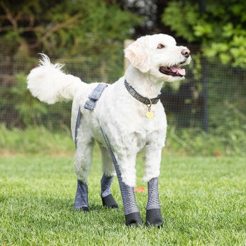 Dog wearing gray plaid leggings