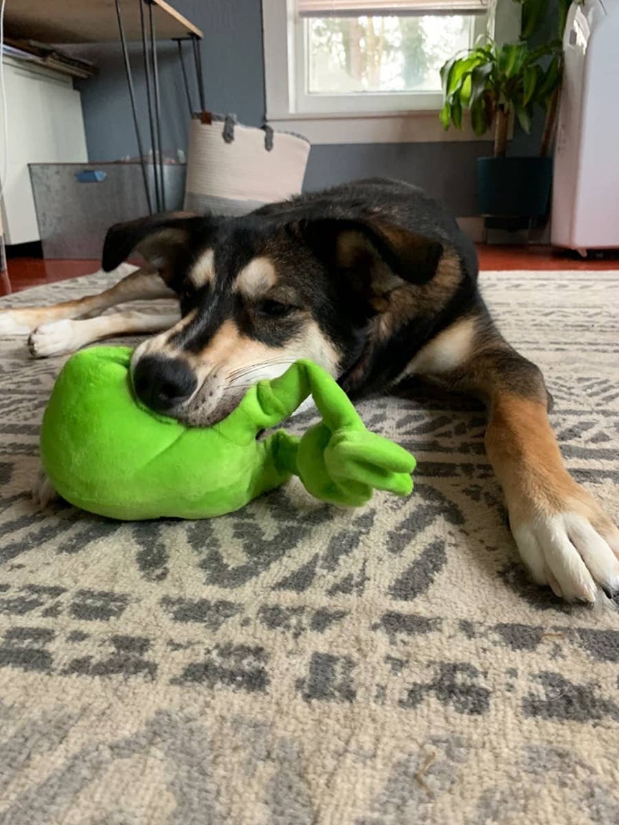 20 Interactive Dog Toys to Keep Your Pup Busy - PureWow