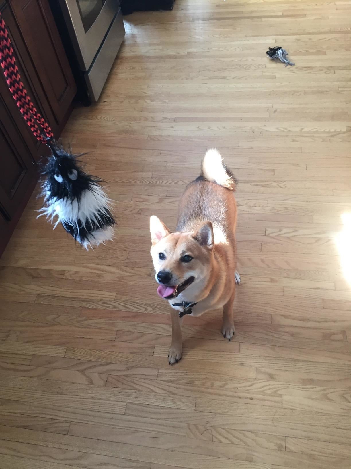 reviewer photograph  of shiba ibu pup looking up   astatine  teaser pole