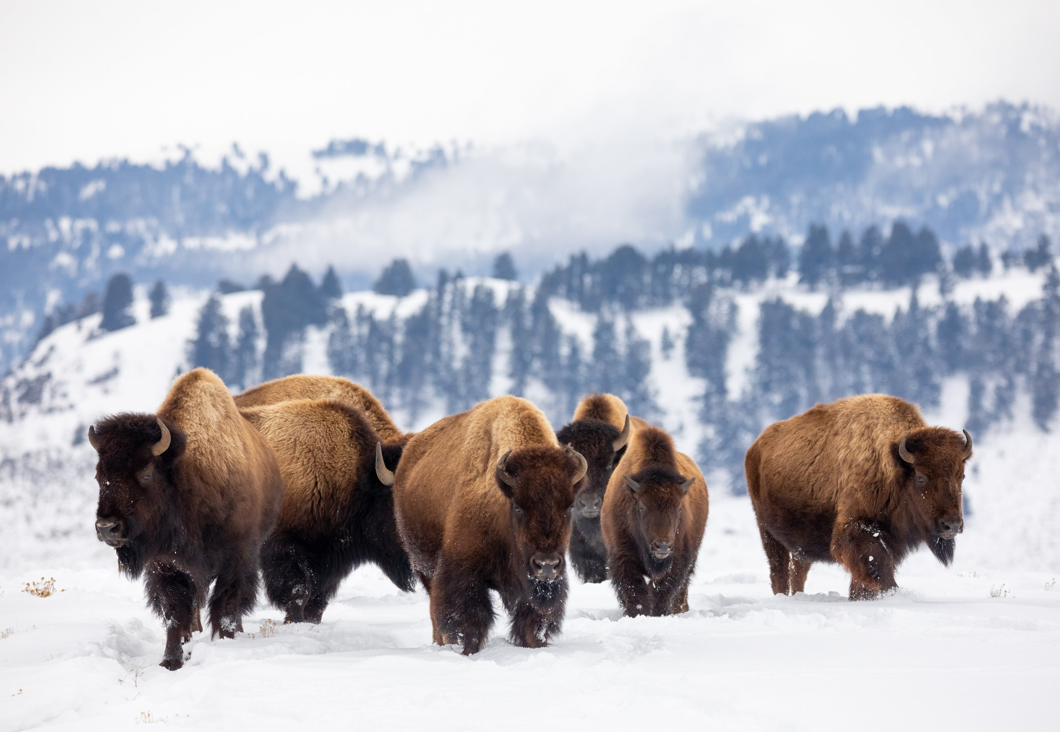 A herd of bison walking in snow