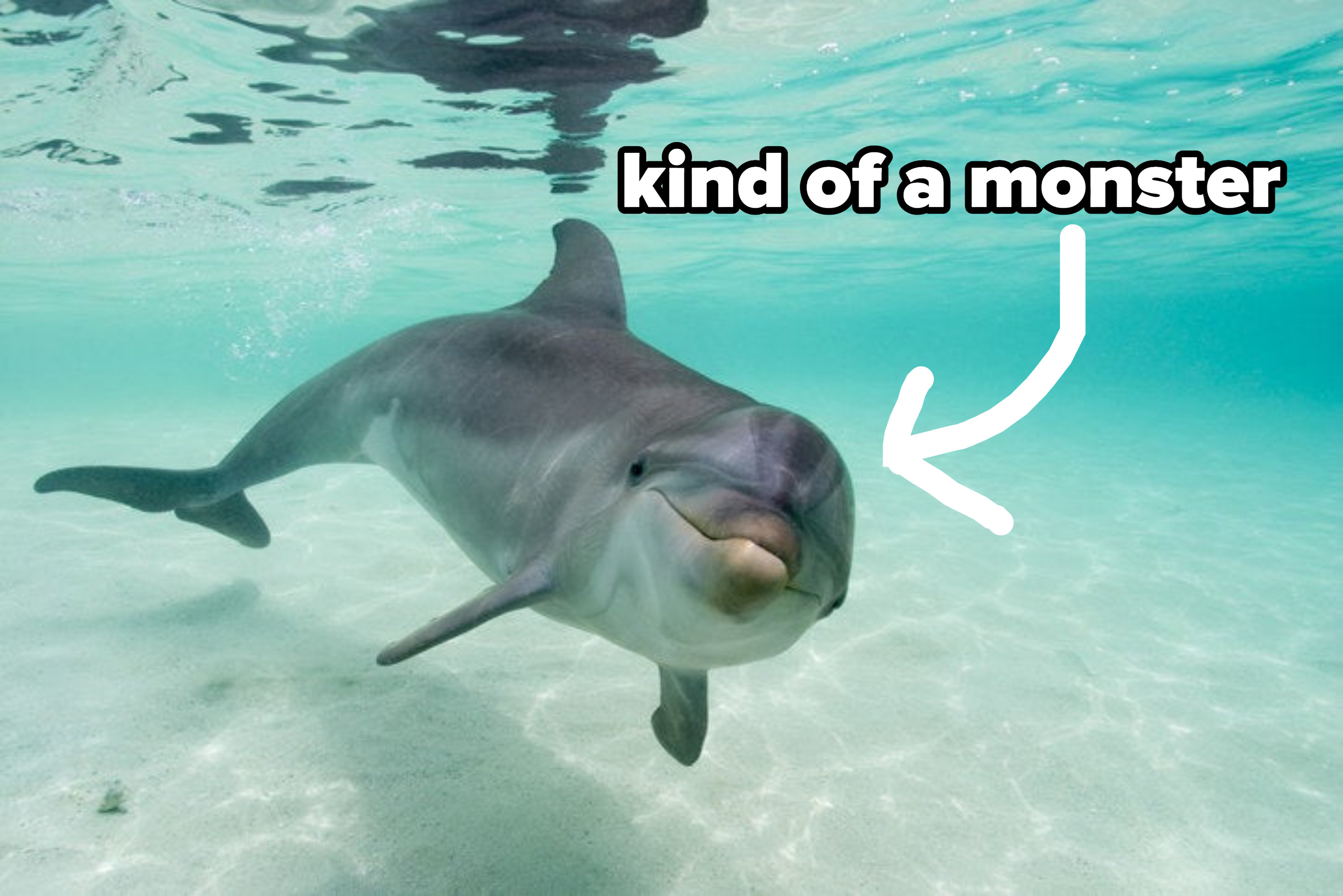 A dolphin swimming with an arrow pointing to it with the caption &quot;kind of a monster&quot;