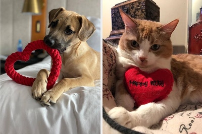 Dog chewing on heart rope toy and cat holding heart plush