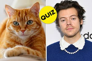 A cat is on the left with Harry Styles on the right wearing pearls