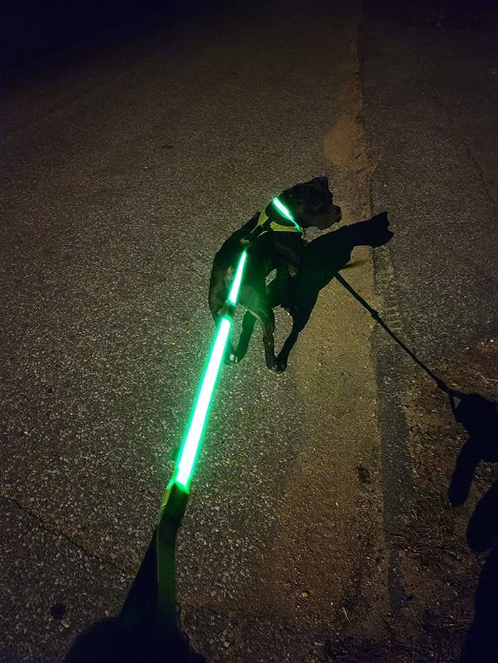 A reviewer walking their black dog at night with the leash glowing a bright green