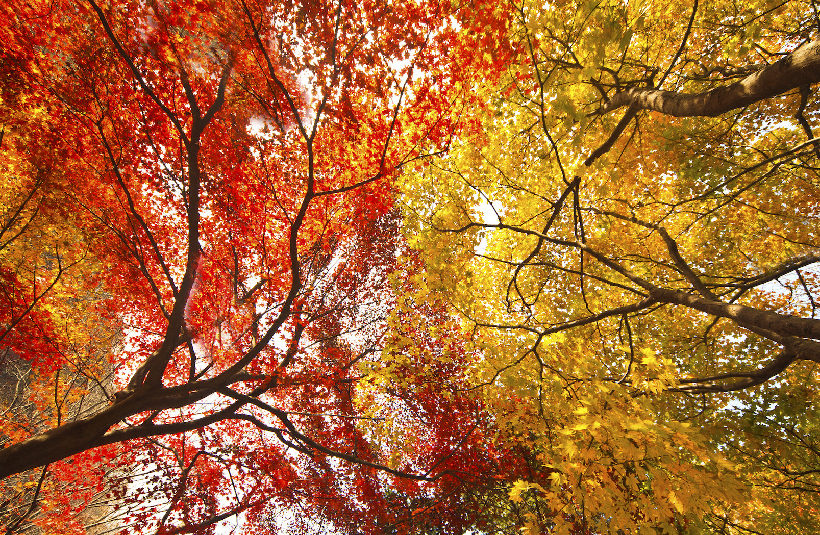 Low angle maple trees in the fall