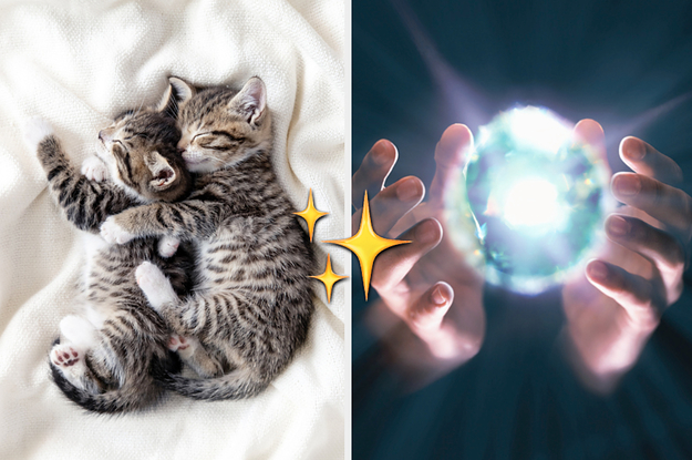 Choose Some Kittens And We'll Reveal Which Color Matches Your Aura To A T