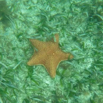 a reviewer photo of a starfish underwater taken with the phone inside of the waterproof pouch