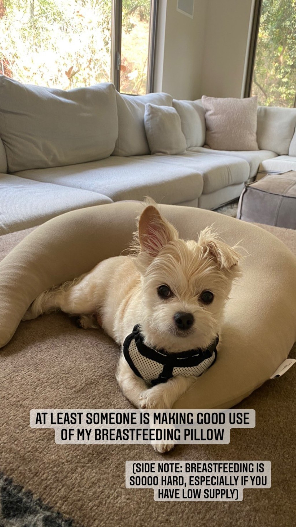 Olivia&#x27;s dog sits in the middle of a pillow