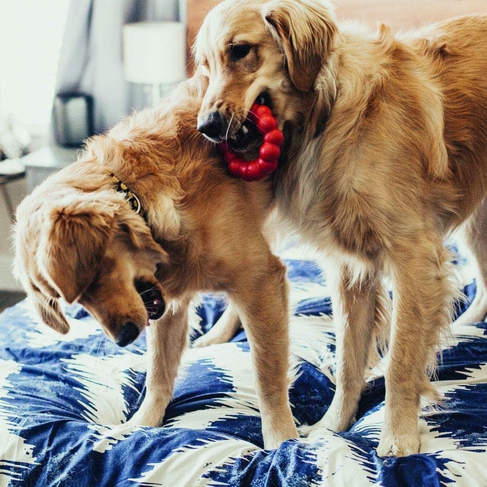 A pair of golden retrievers on a bed playing with the ring toy