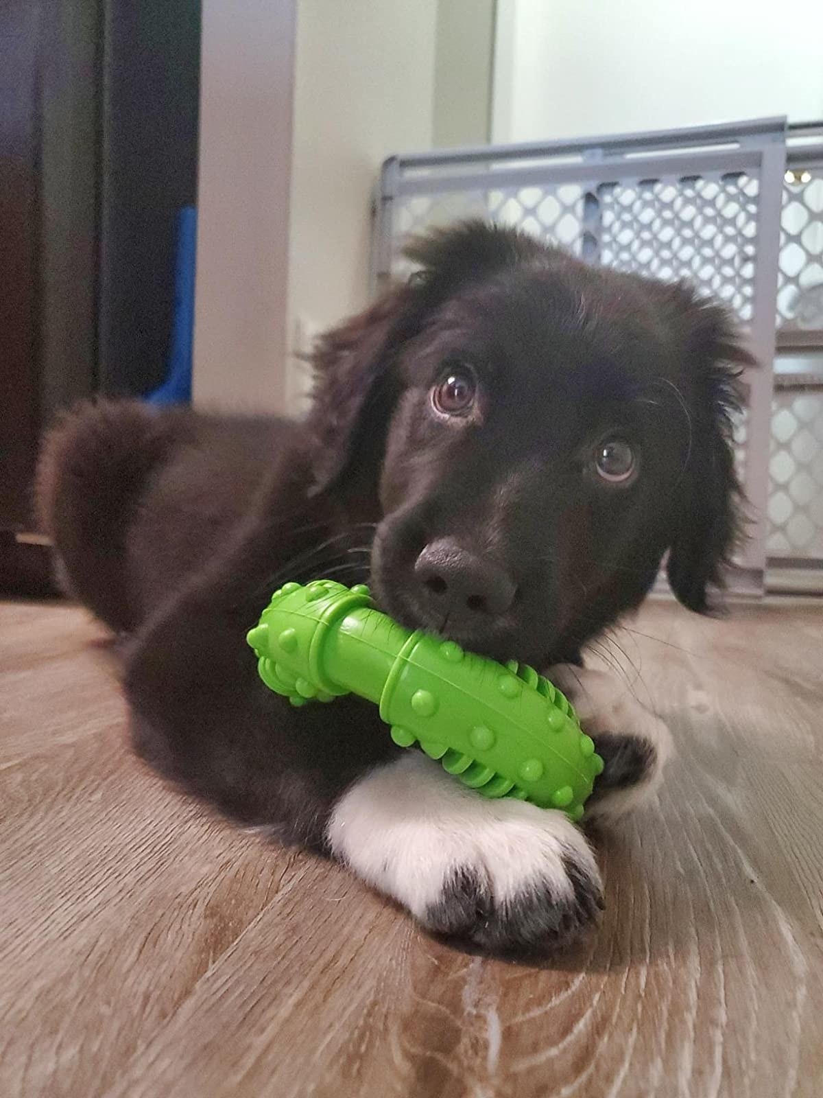 Best toys outlet for puppy biting