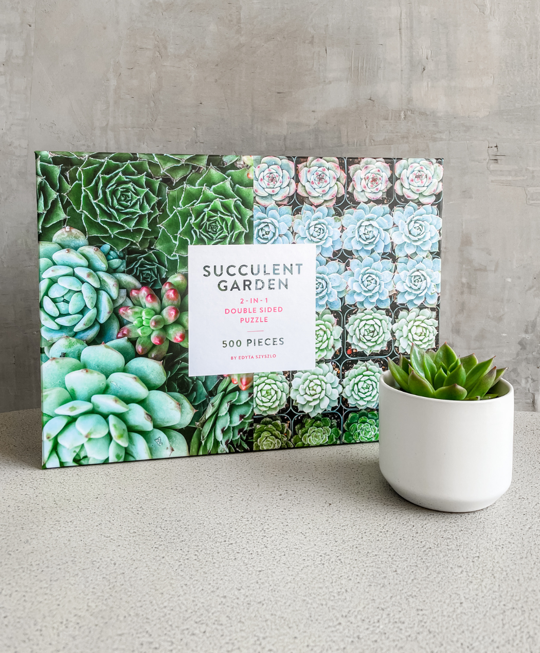 succulent puzzle and a succulent in a pot