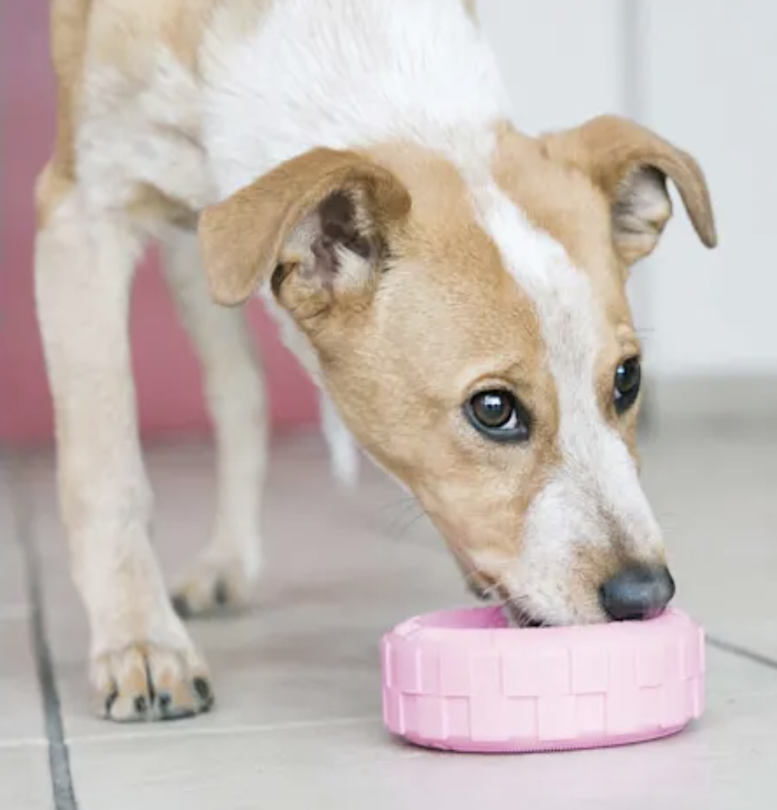 doggie nibbling on pink Kong tire toy