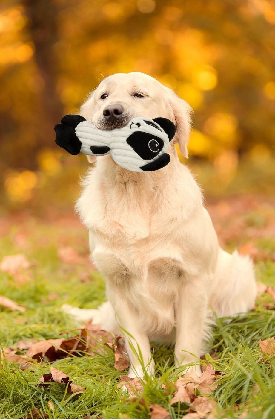 golden retriever on the grass with panda plushie in its mouth