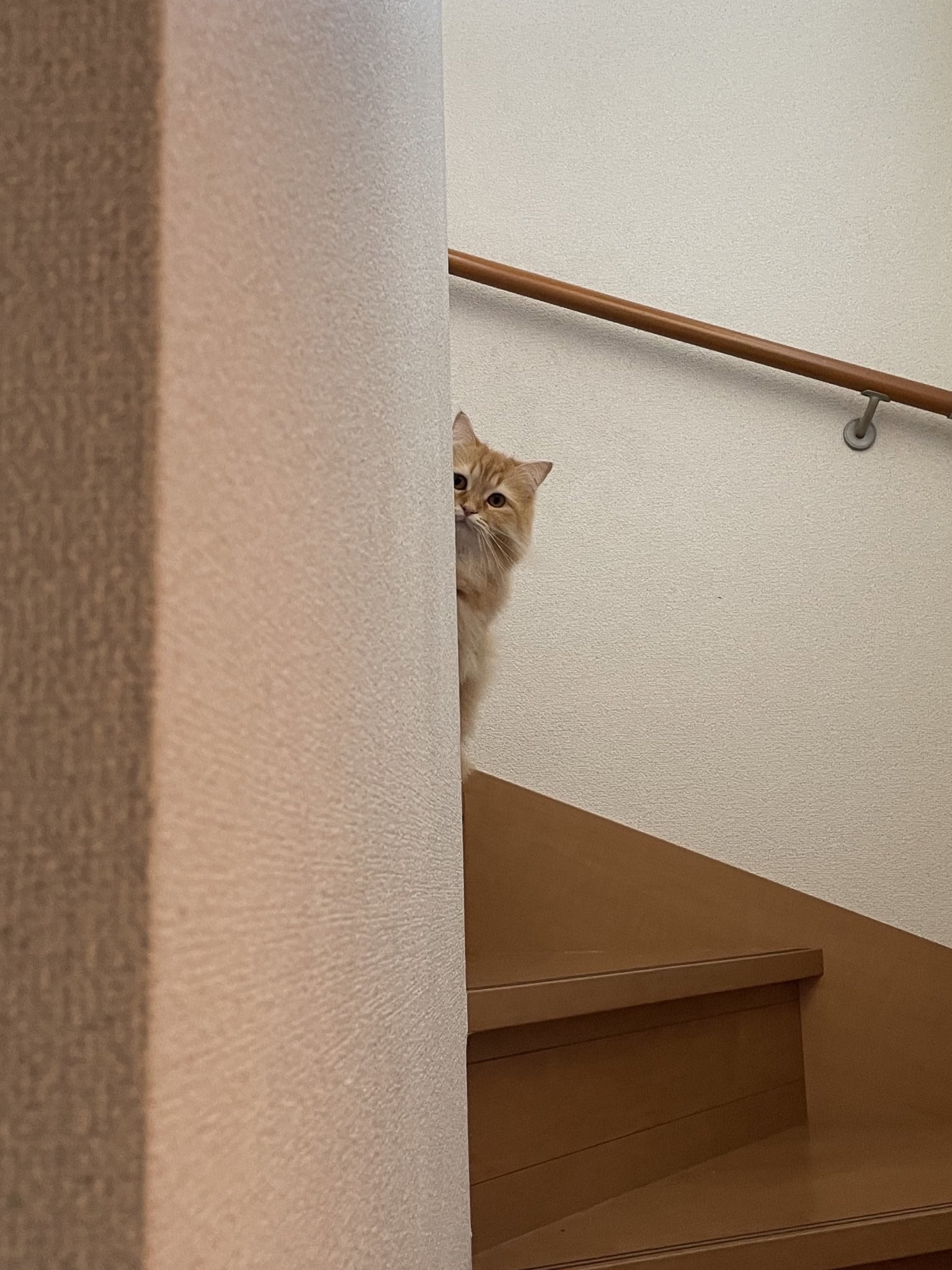 絶対に猫を怒らせてはいけない ことがわかる1枚の証明写真