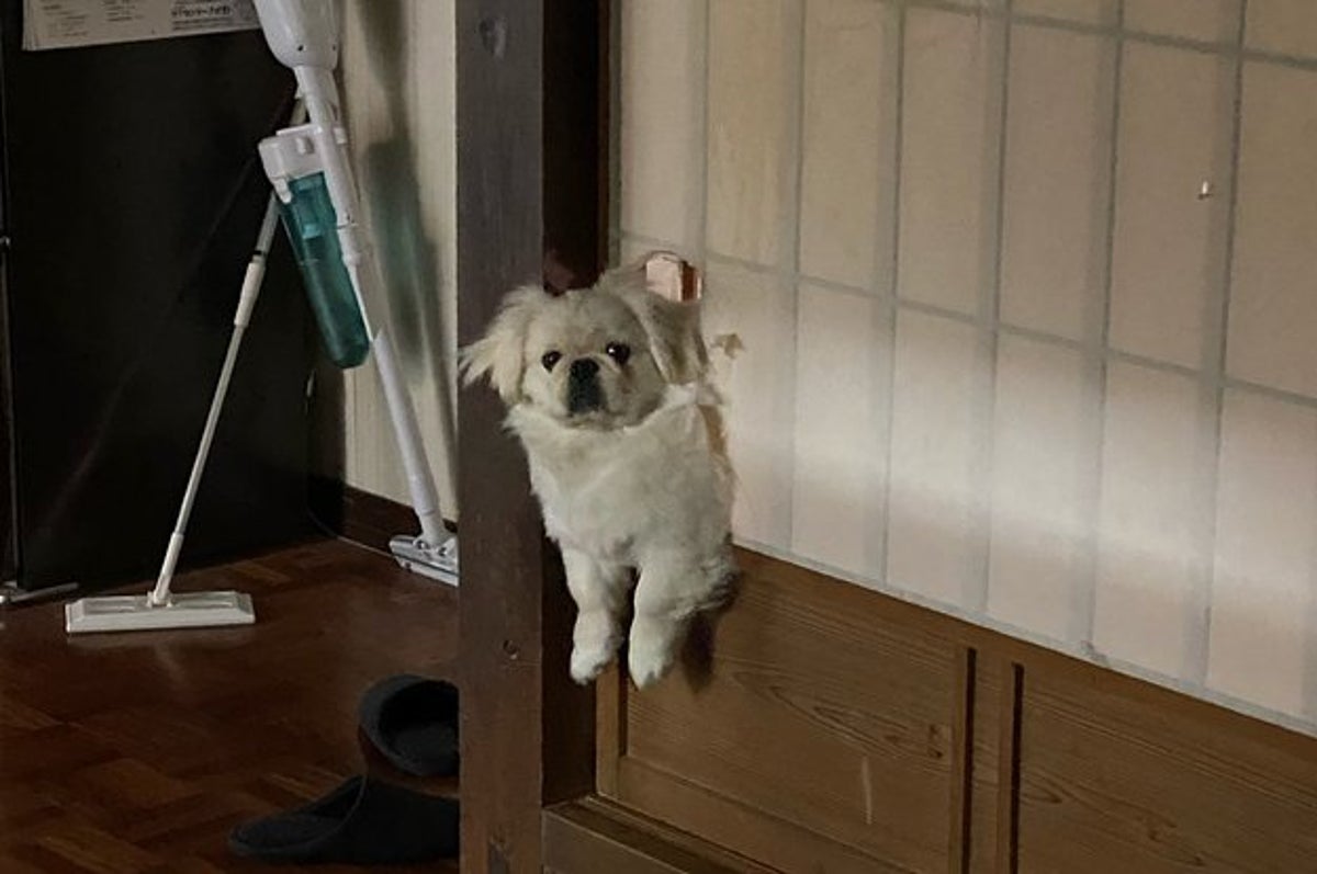 あっやべっ 飼い主にバレて一瞬で中に戻る犬の声が聞こえてきそう