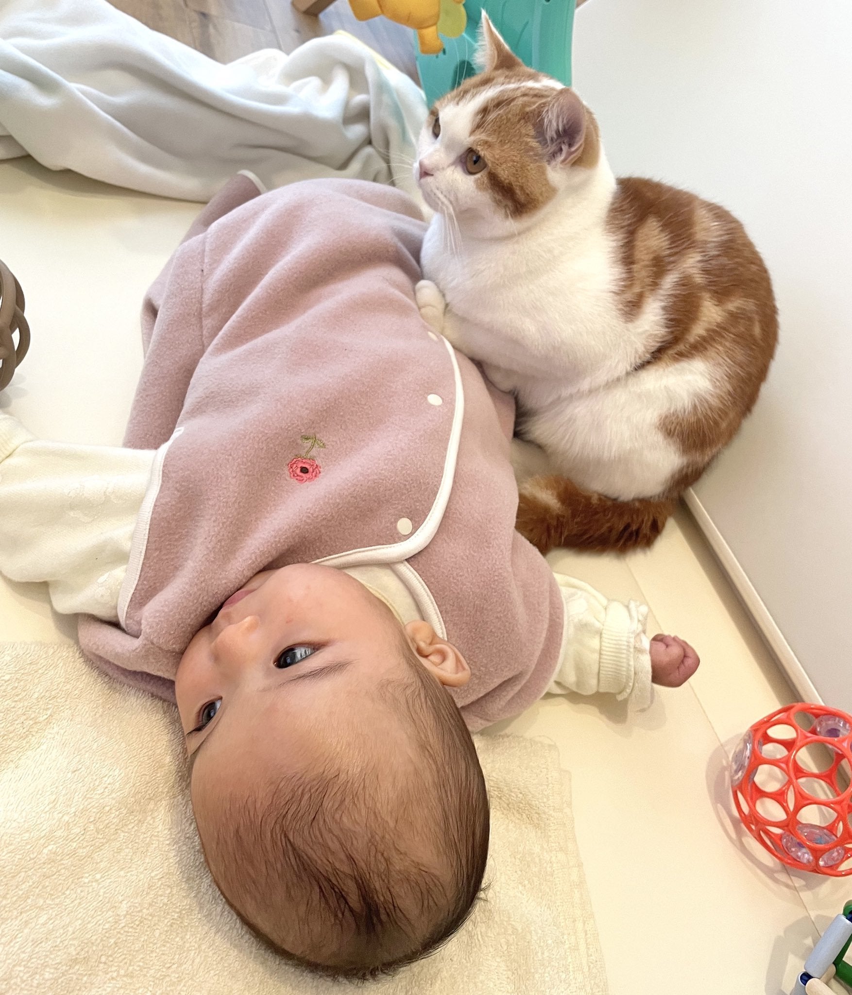 生まれたて子猫ちゃん♡生後２日♡エキゾベビー♡お布団*うさちゃん♡アートドール♡ SOLD OUT❤️マヌル猫ちゃん♡子猫♡ネコアートドール♡里親様募集