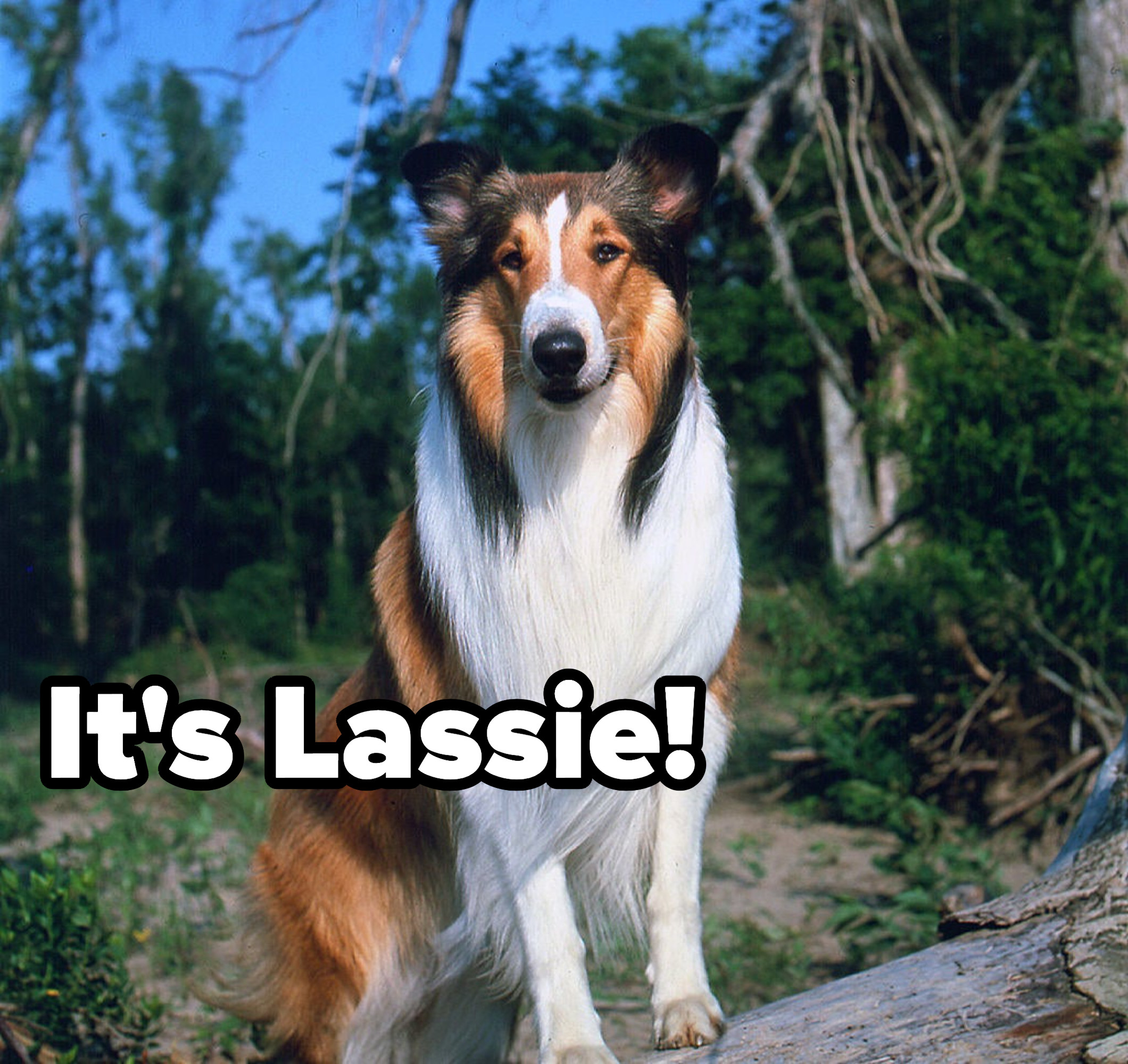 it&#x27;s lassie