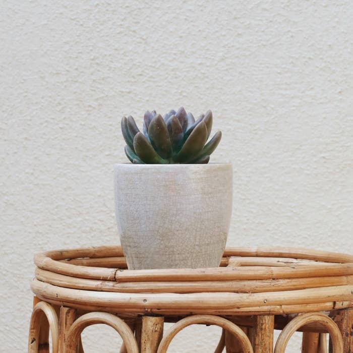 Potted succulent in a white pot