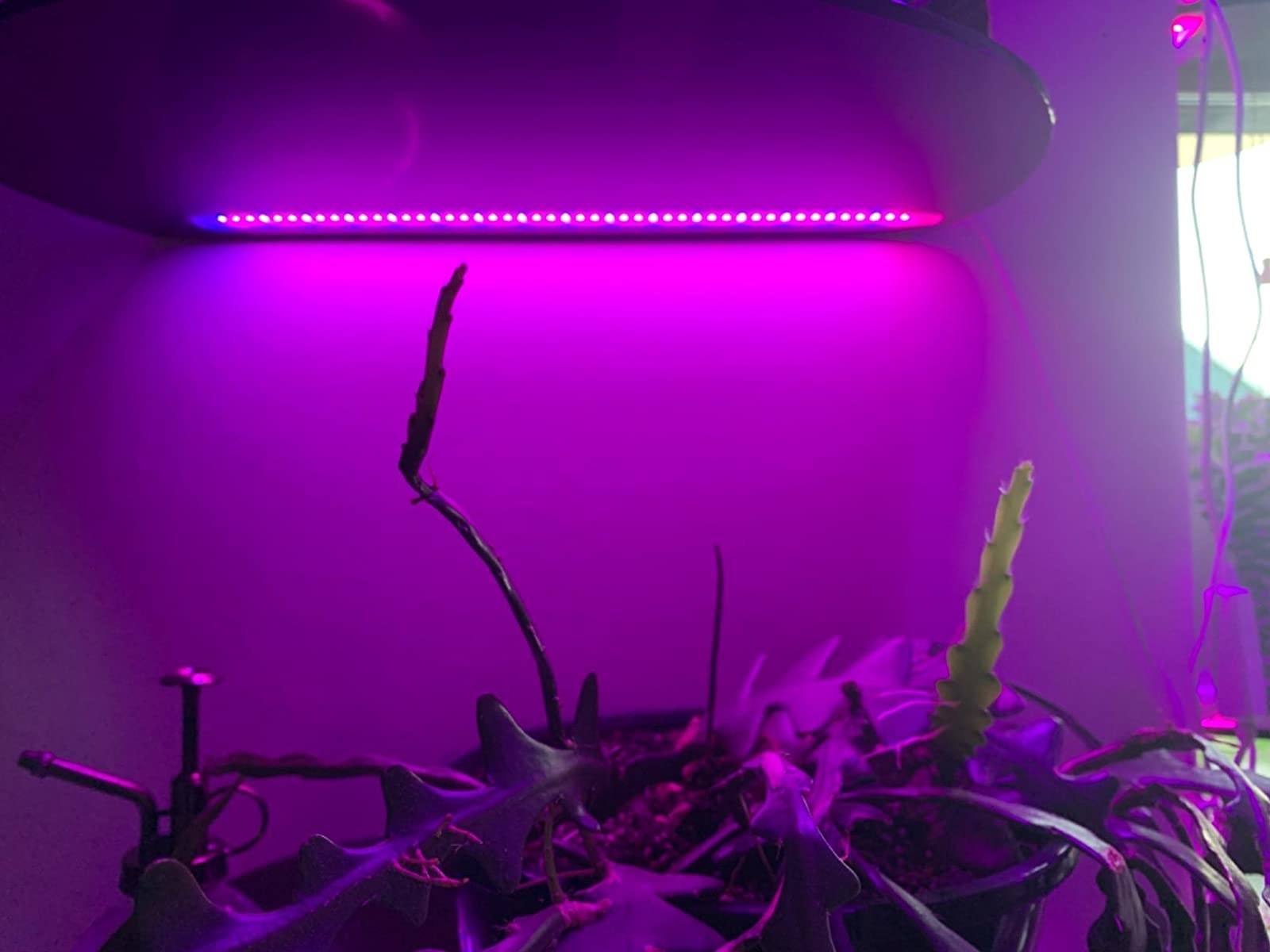 a pink led plant light over a plant