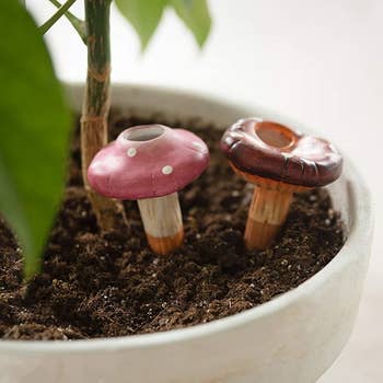 two mushrooms in soil