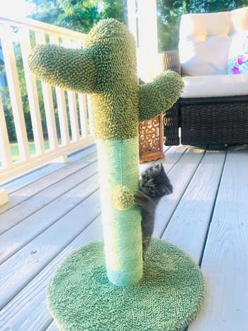 reviewer's kitten playing with the cactus cat tree