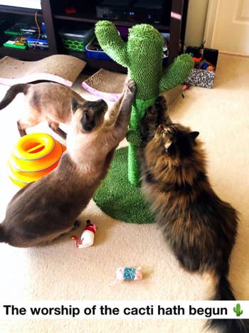 different reviewer's multiple cats scratching the cactus cat tree