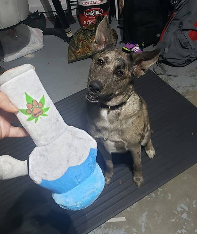 image of reviewer holding bong chew toy out to their dog