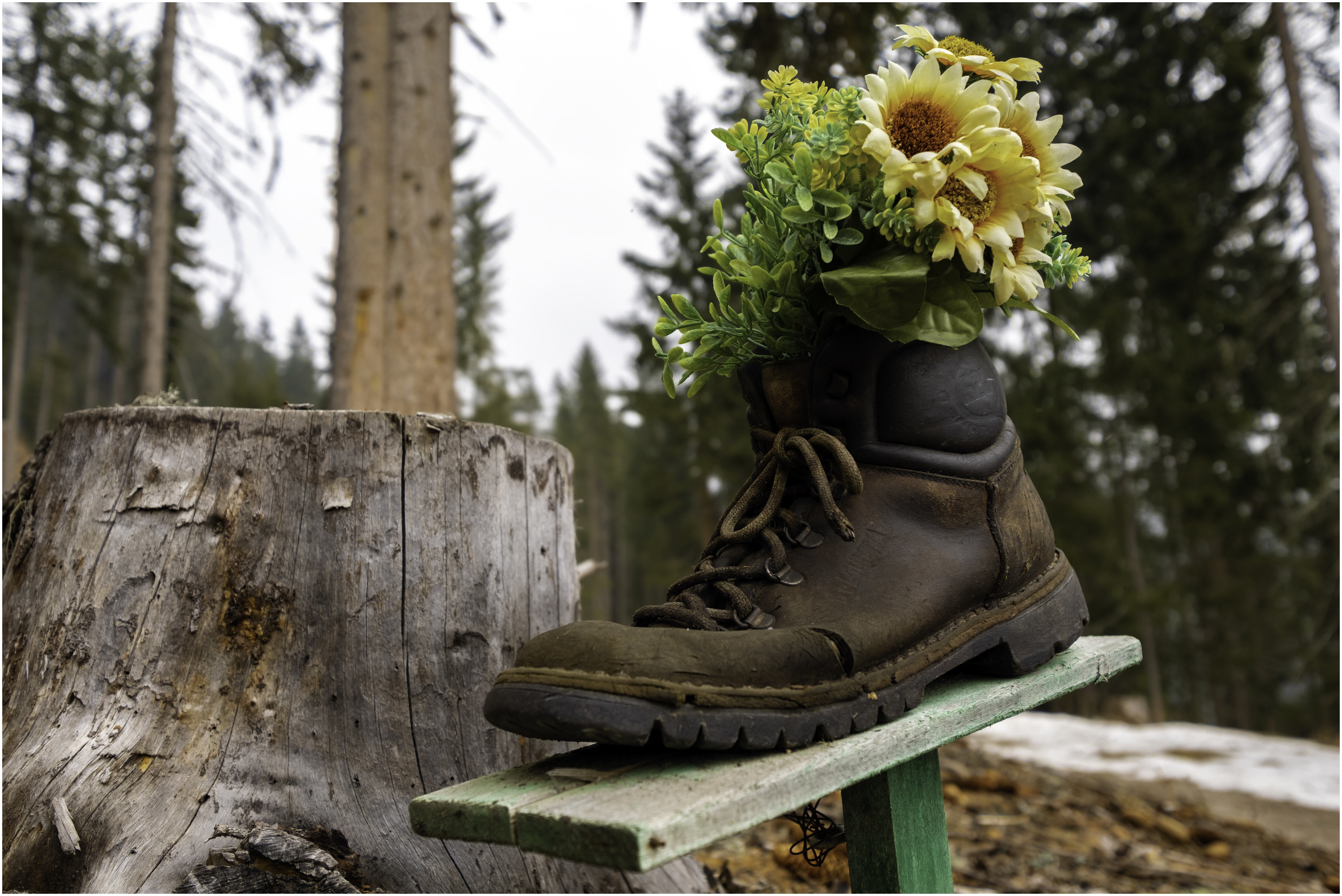 A worn-out boot atop a plank of wood with flowers sticking out from the top