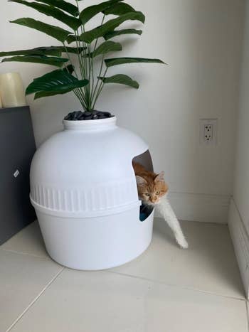 reviewer's cat stepping out of the white planter litter box