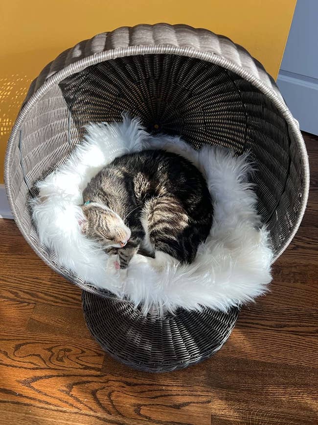 reviewer's cat curled up inside the raised, curved rattan bed