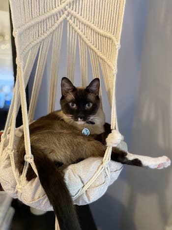 different reviewer's cat hanging out inside the macrame hanging bed