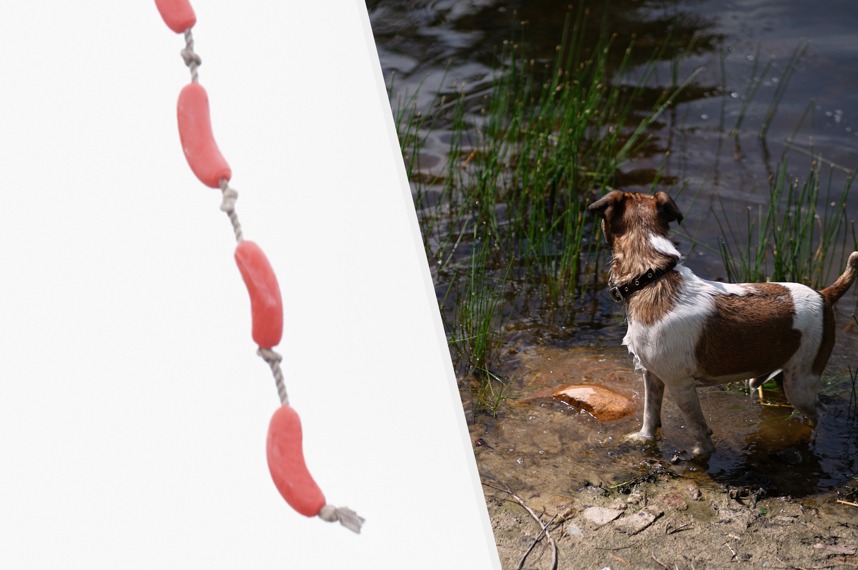 ソーセージをぶら下げたドローンで 干潟に迷い込んだ犬を救出