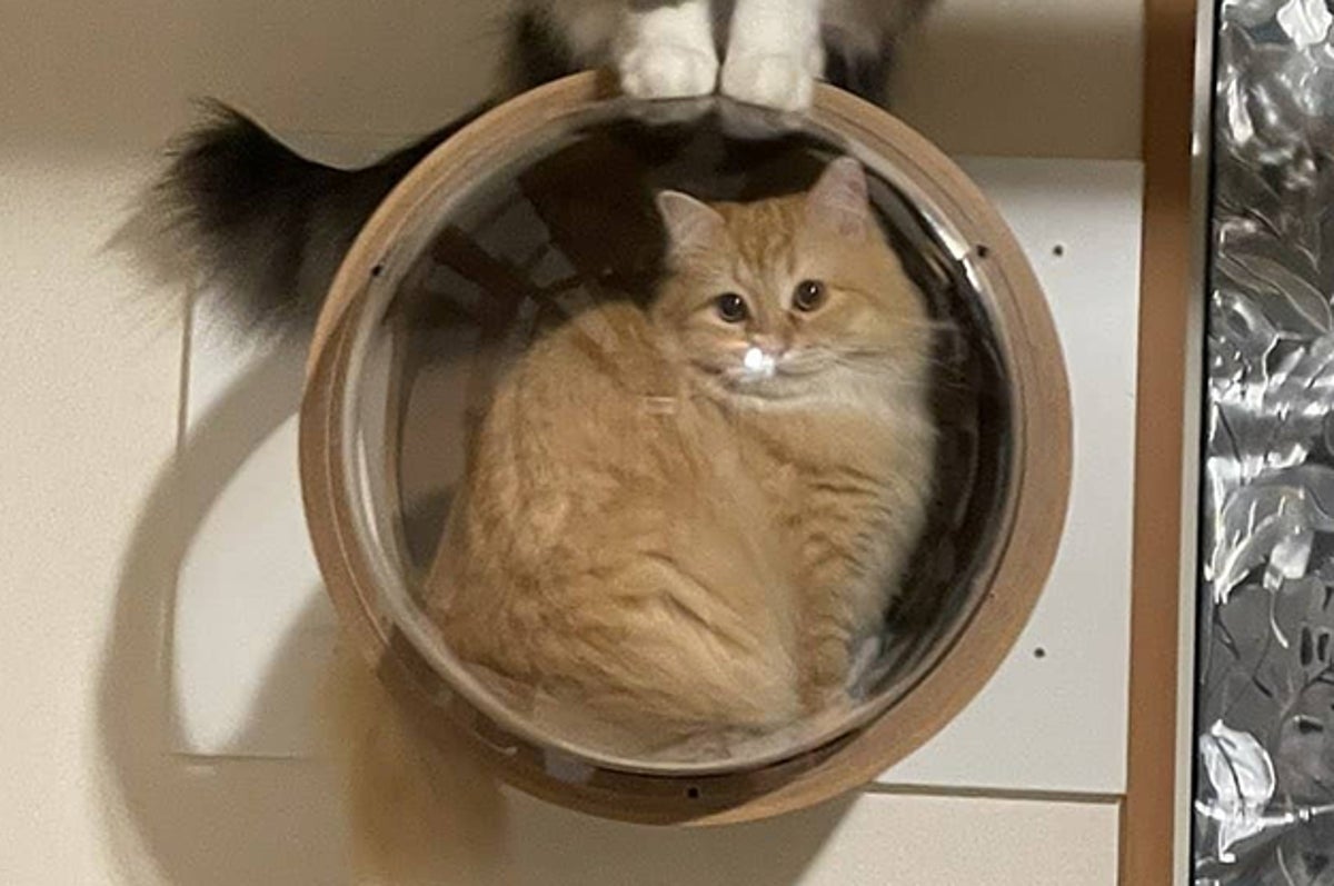 絶対に猫を怒らせてはいけない ことがわかる1枚の証明写真