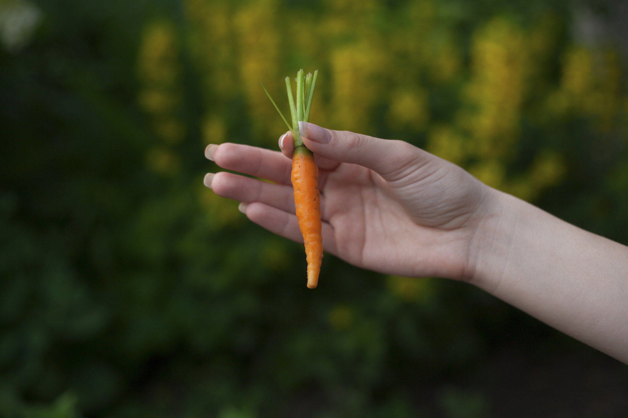 Hand of woman holding baby carrot