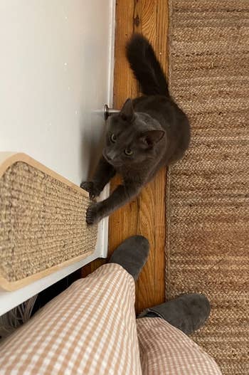 reviewer's cat using the wall-mounted scratching post