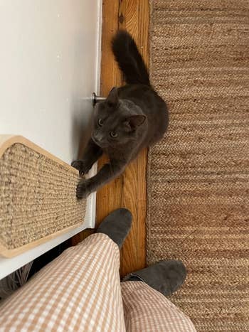 reviewer's cat using the wall-mounted scratching post