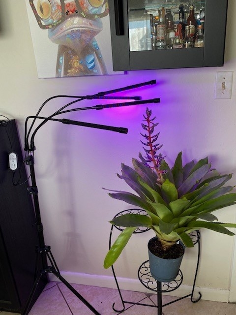 four lights on a stand over a plant