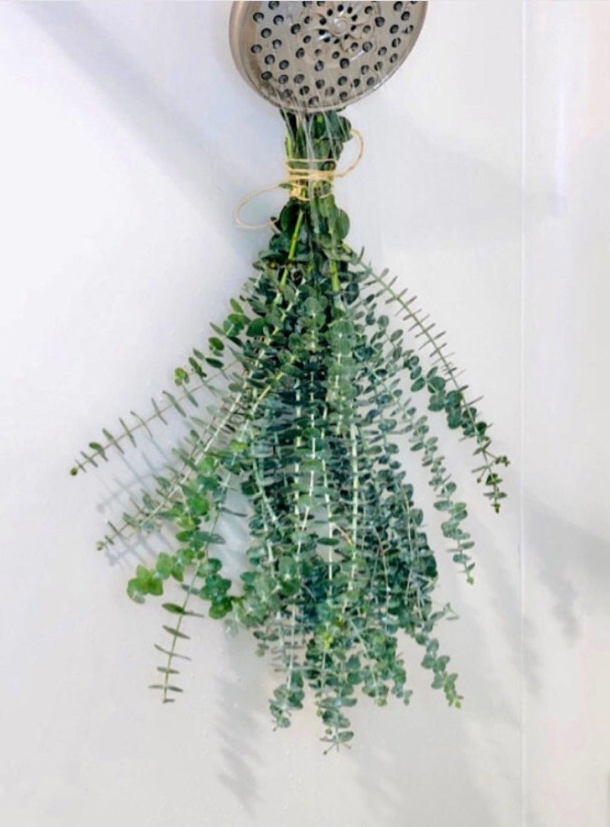 A bundle of the fresh eucalyptus hanging in a shower