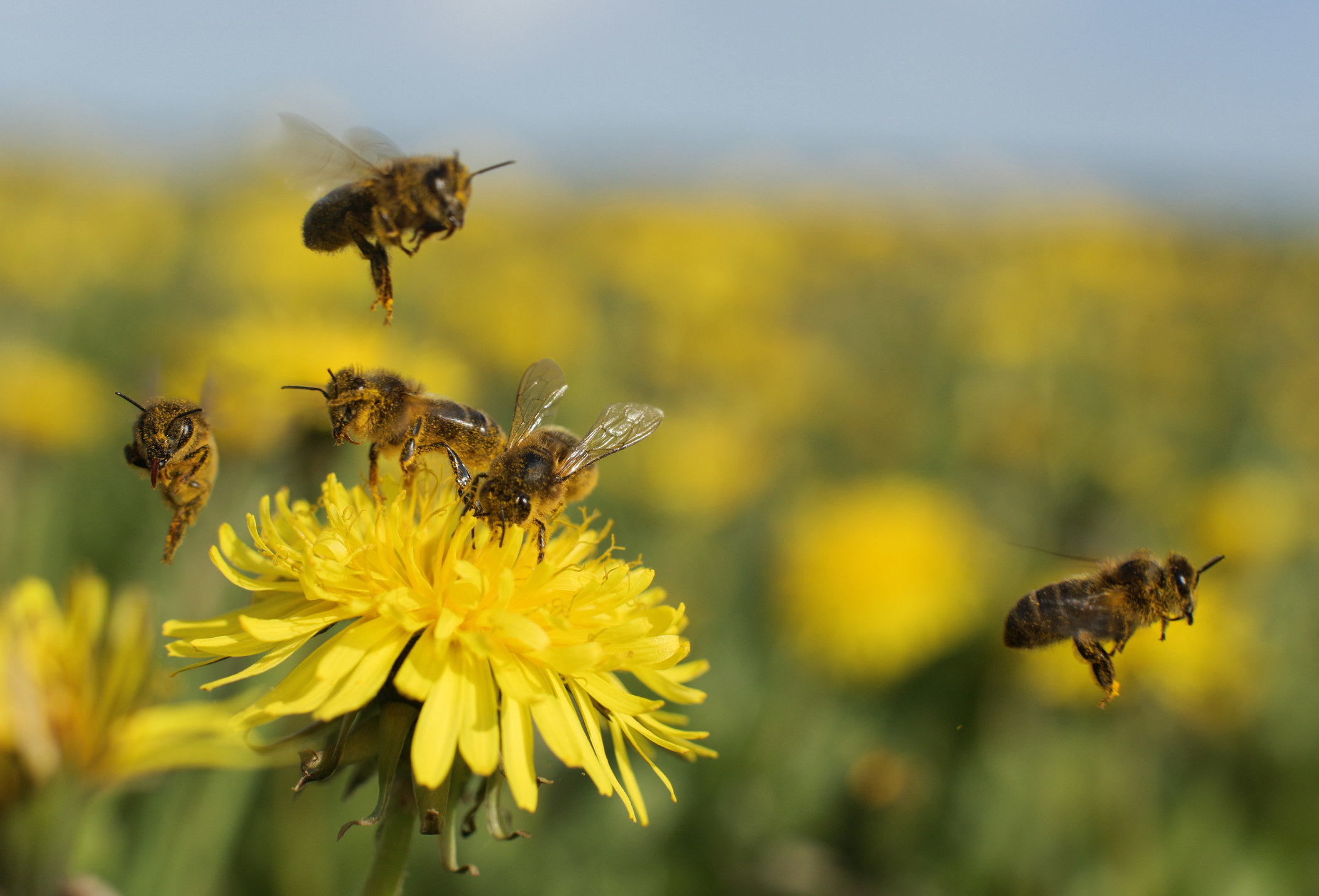 A stock image of five bees flying from a dandelion in a field
