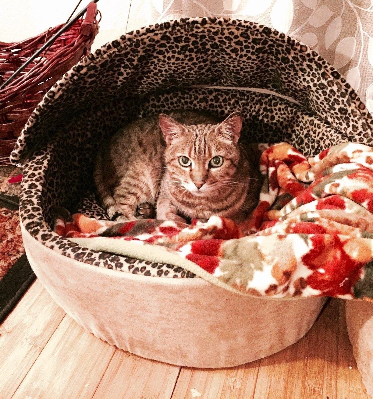 cat in a heated cat bed with hood