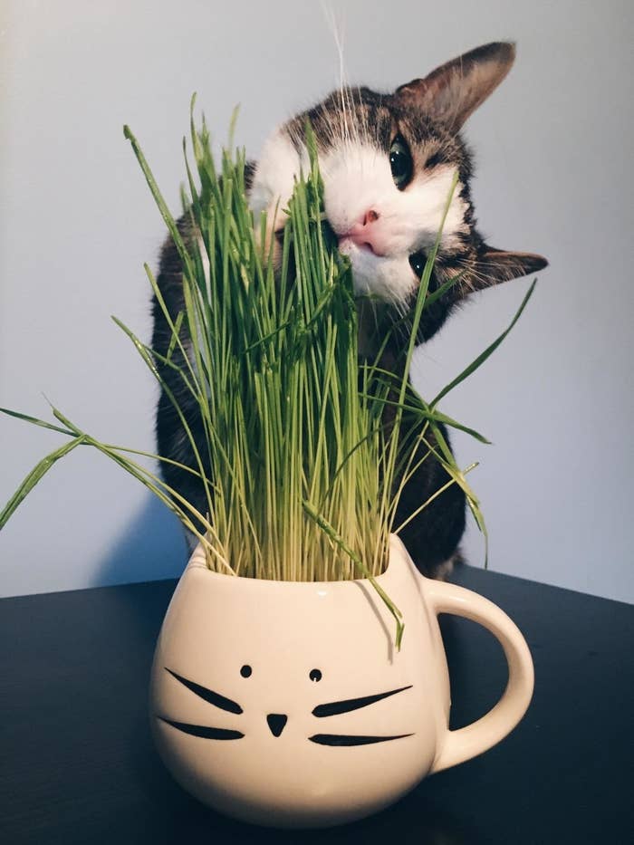 Cat chewing on cat grass in a white mug