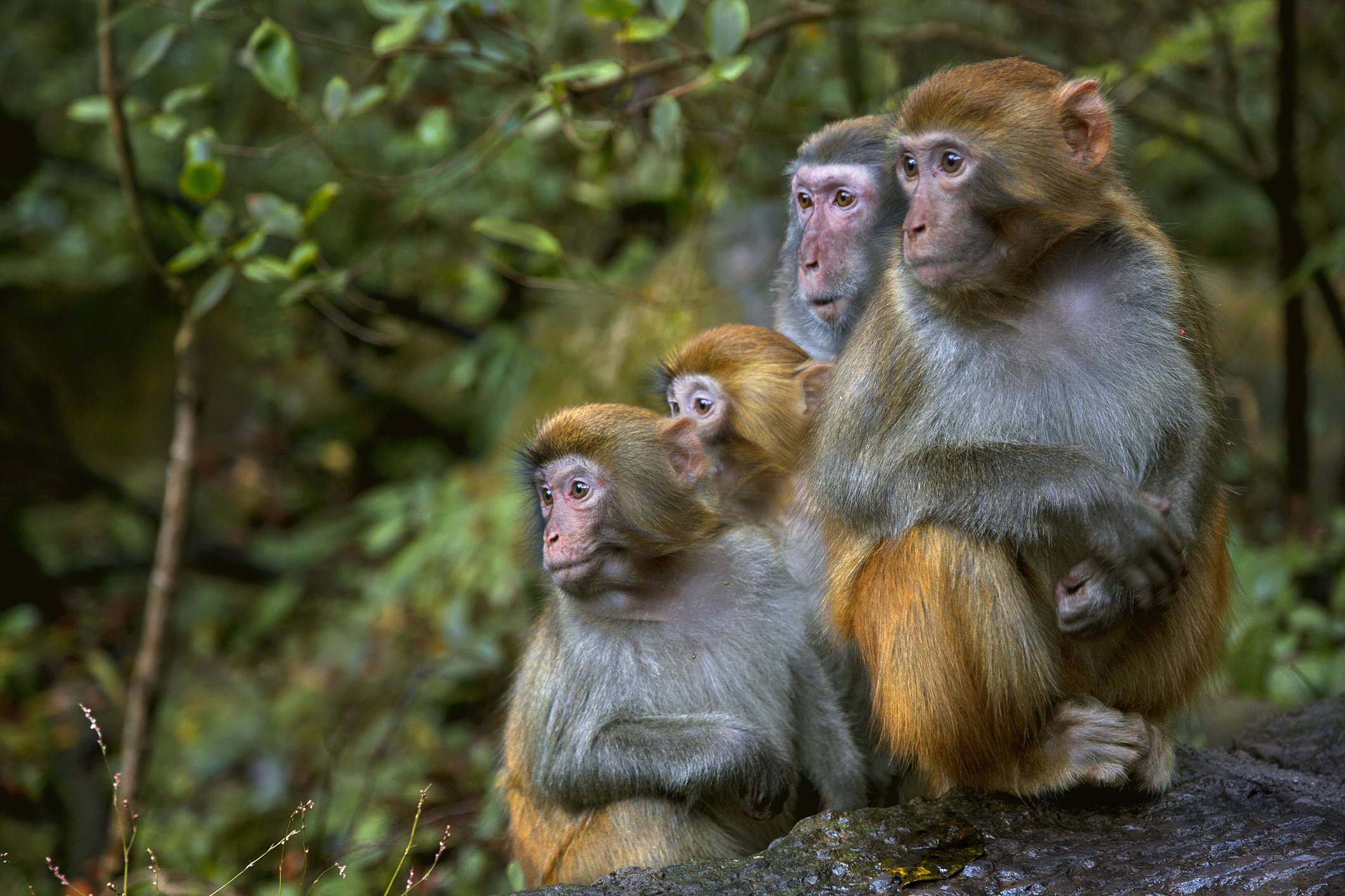 A group of Rhesus monkeys in the woods