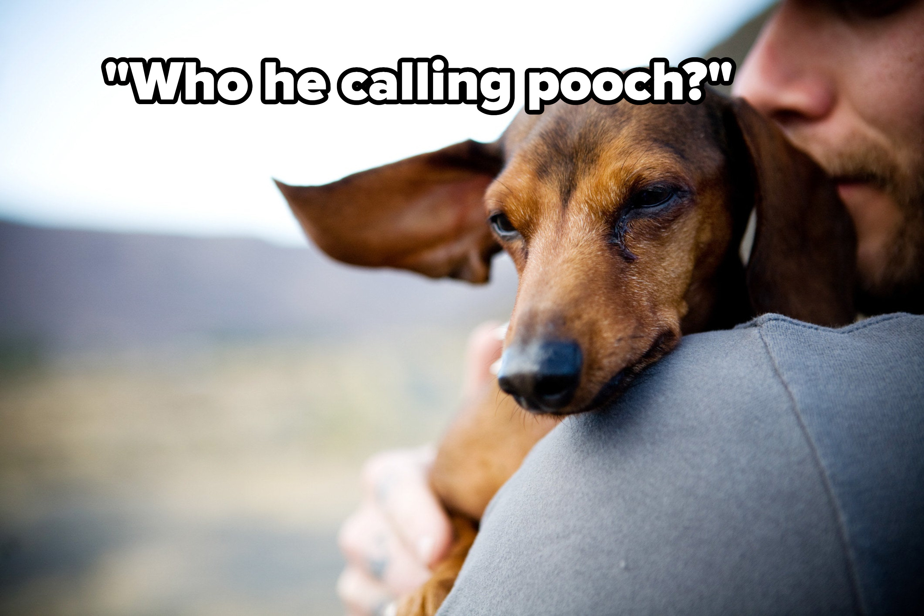 a dog wondering why it is called pooch