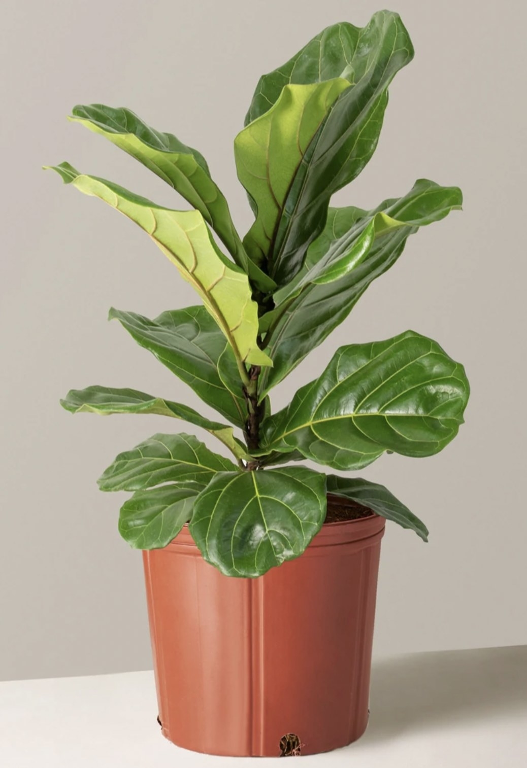 the large fiddle leaf bush in a brown grow planter