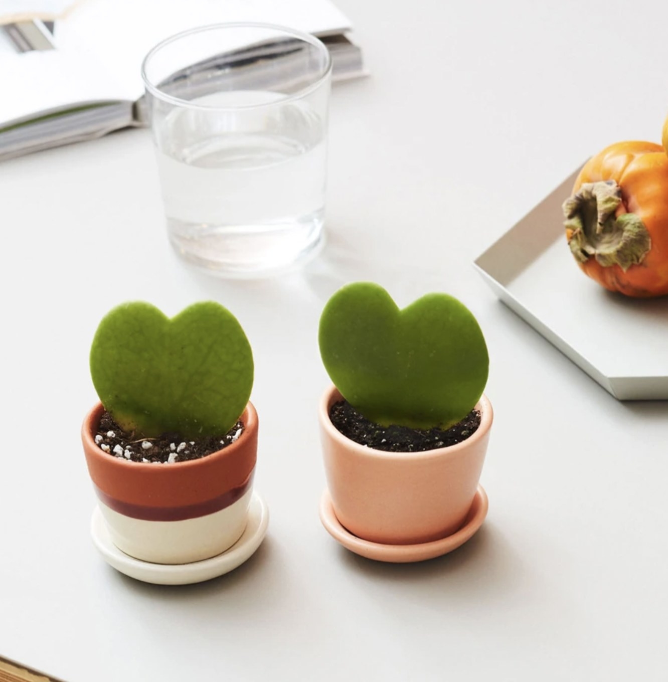 two mini hoya hearts in separate planters